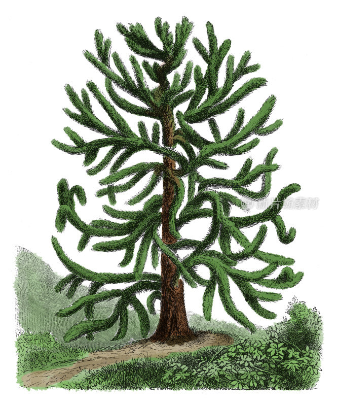 Araucaria araucana(古代植物雕刻)